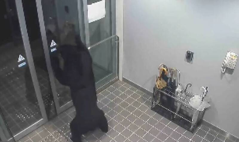 日本秋田县汤泽熊只连伤4人。(图撷自「@BABYLONBU5TER」X帐号) 日本秋田县汤泽熊只连伤4人。(图撷自「@BABYLONBU5TER」X帐号)