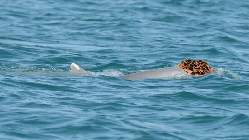 澳洲雄海豚戴「海綿假髮」追妹子 科學家:這是牠們的定情花束