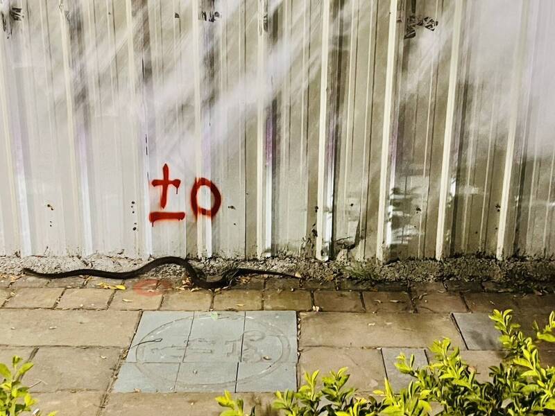 郑老师夜跑差点踩到蛇。（郑老师提供）