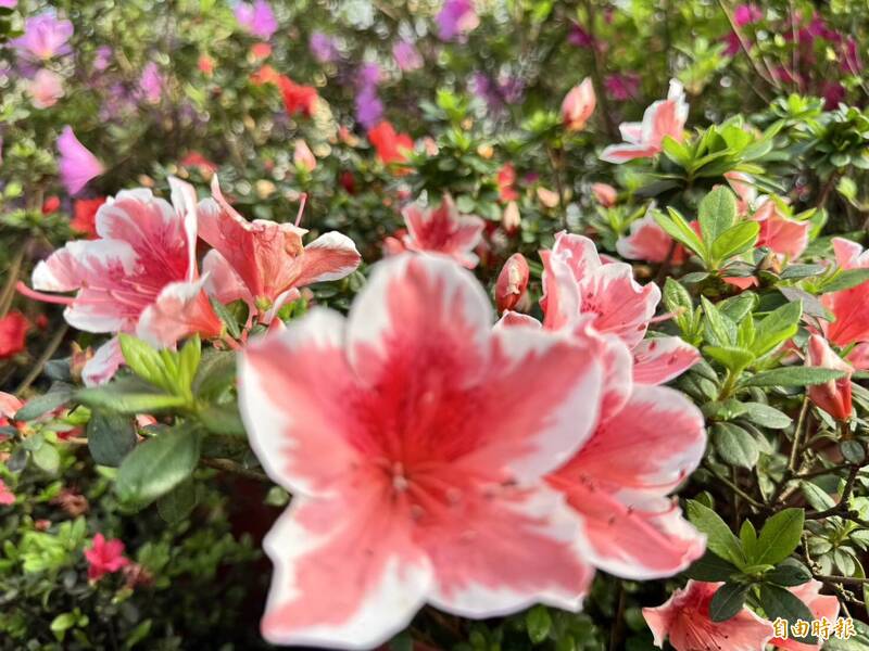 新北萬金杜鵑小旅行登場 限量百名開放報名