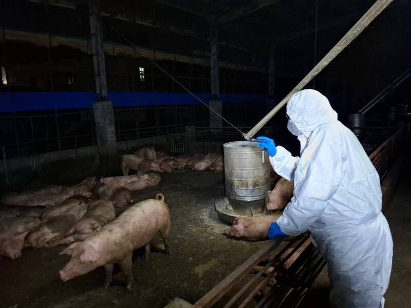非洲豬瘟恐衝擊我國豬肉出口產值?陳駿季:豬肉出口僅佔年產量0.3%
