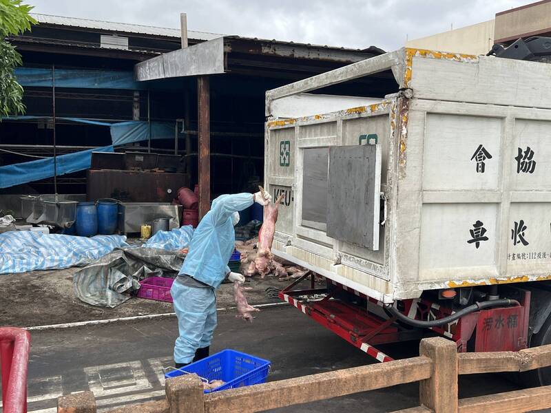 陳其邁建議全面禁止廚餘養豬 卓榮泰:全國尚有435場需務實討論