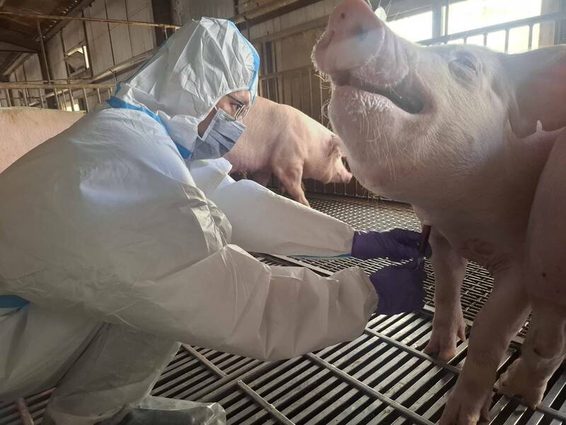 後壁畜牧場禁運期間載豬趴趴走 台南市府重罰平均每隻逾2萬3