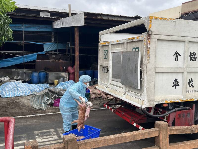 王姓獸醫佐無照違法診斷病豬 中市農業局發文檢調釐清