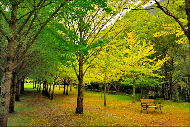 11月遊武陵農場 楓紅、銀杏金黃