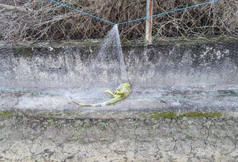 防綠鬣蜥架圍網奏效 萬丹紅豆幼苗損失減少