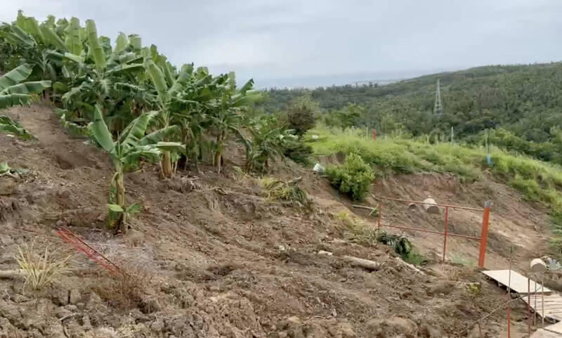 會跑的樹！蕉農巡果園赫見山坡滑動 香蕉樹平移200米農民想哭