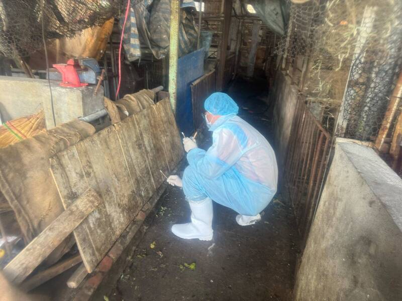 台中染非洲豬瘟案例場環境髒亂 呼籲民眾勿靠近