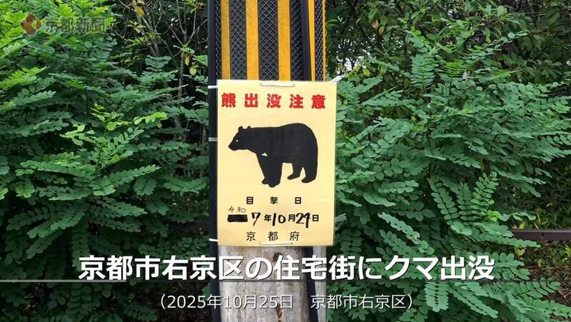 遊日注意!京都有熊出沒 嵐山竹林小徑「2天通報5起」