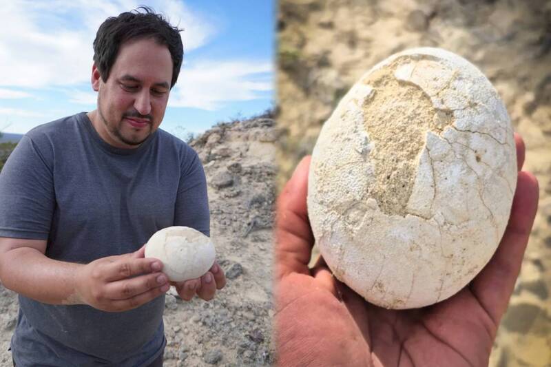 出土的恐龙蛋保存状态非常完整,外型像是刚煮好的「水煮蛋」般光滑。(图撷取自@fundacionazara、@paleocueva.lacev IG,本报合成) 出土的恐龙蛋保存状态非常完整,外型像是刚煮好的「水煮蛋」般光滑。(图撷取自@fundacionazara、@paleocueva.lacev IG,本报合成)