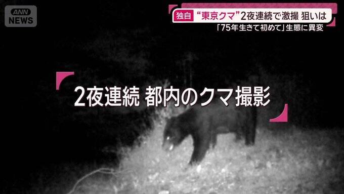 位于东京都西部多摩地区的日之出町，连续2日拍到有亚洲黑熊闯入民宅后院觅食。（图撷取自「ANNnewsCH」YouTube）