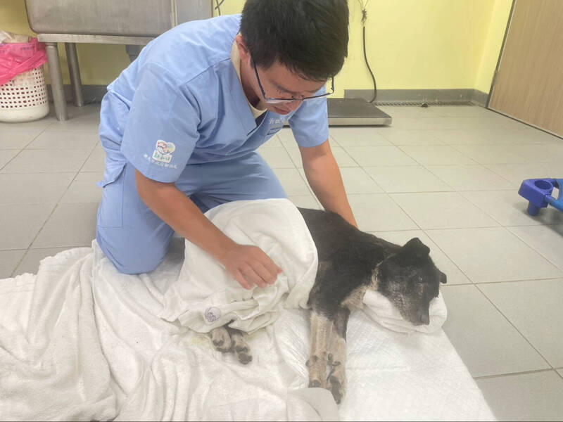 貢寮犬隻車禍脊椎斷兩截 新北動保處啟動人道處理讓牠安然離世