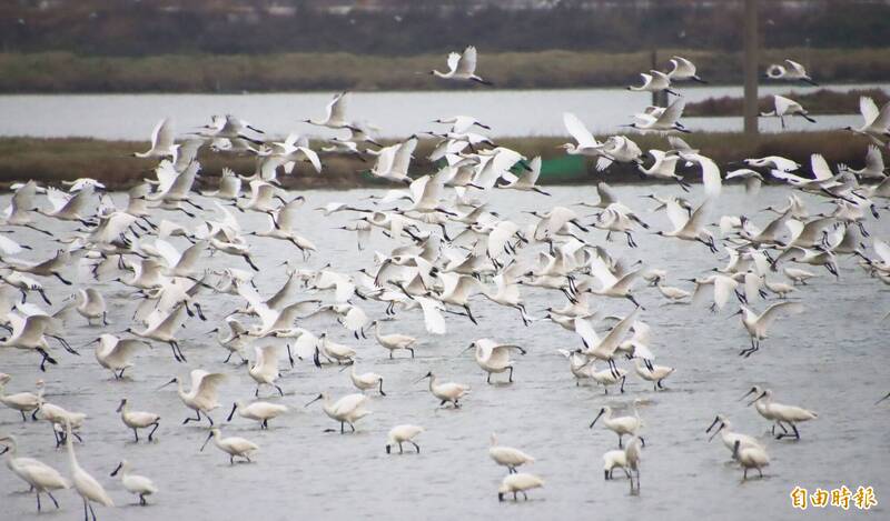 候鳥報到! 嘉義縣沿海親子賞鳥遊開航