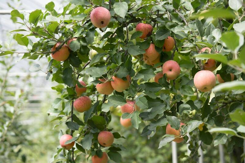 福壽山雨雪災害停辦採果! 台大梅峰農場「蘋芬秋色」照常開跑