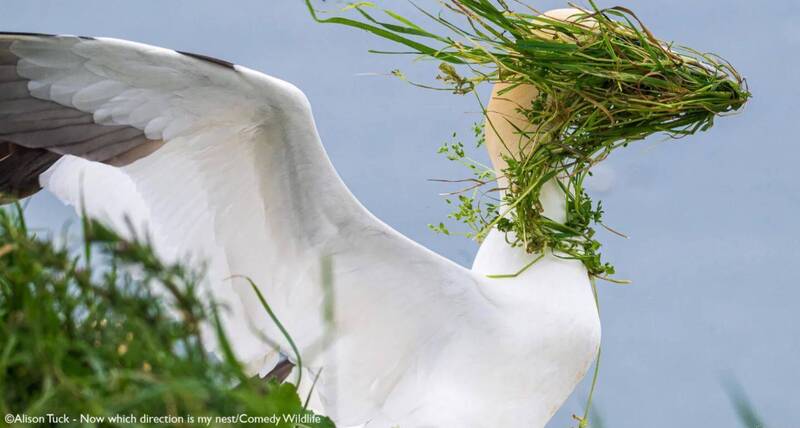 Alison Tuck作品《Now which direction is my nest?》（现在我的巢在什么方向？）。（撷取自Nikon官网）