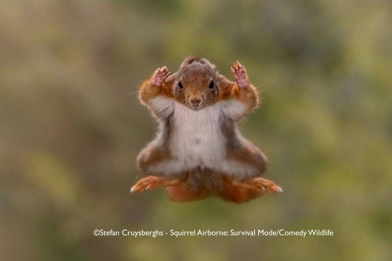 Stefan Cruysberghs作品《Squirrel Airborne Surrender Mode》（松鼠空降投降）。（撷取自Nikon官网）