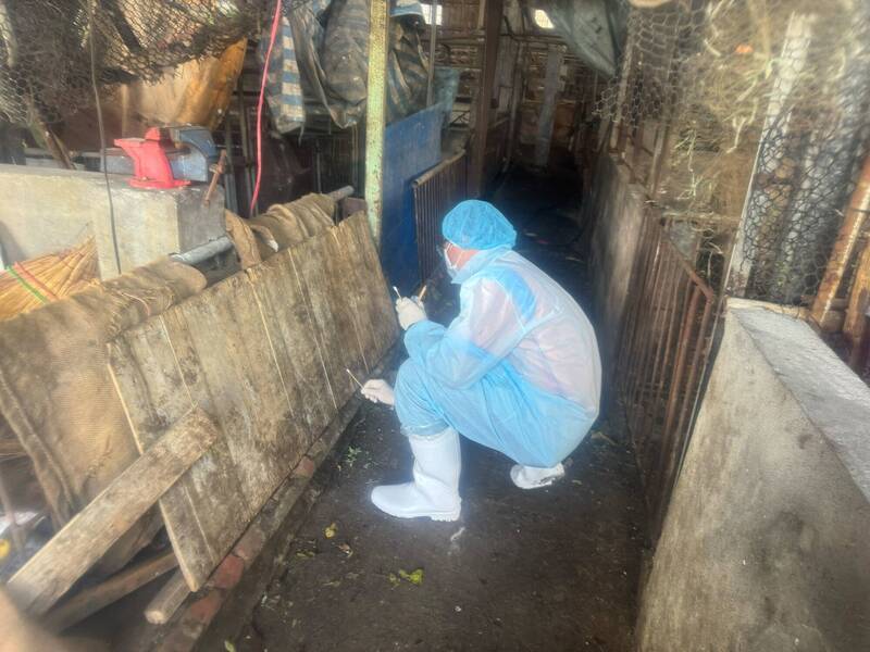 專家會議審視中市府非洲豬瘟完整疫調報告 應變中心15:30說明