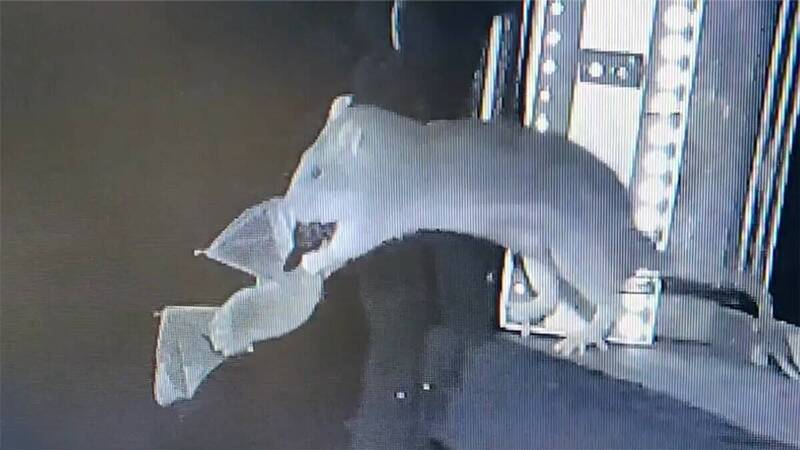 空中攔截!老鼠獵食新招 直擊「獵捕飛行中蝙蝠」驚悚瞬間