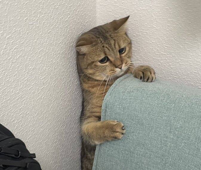 變胖了！ 貓星人「小腹微凸」卡住 一臉委屈萌翻眾網友