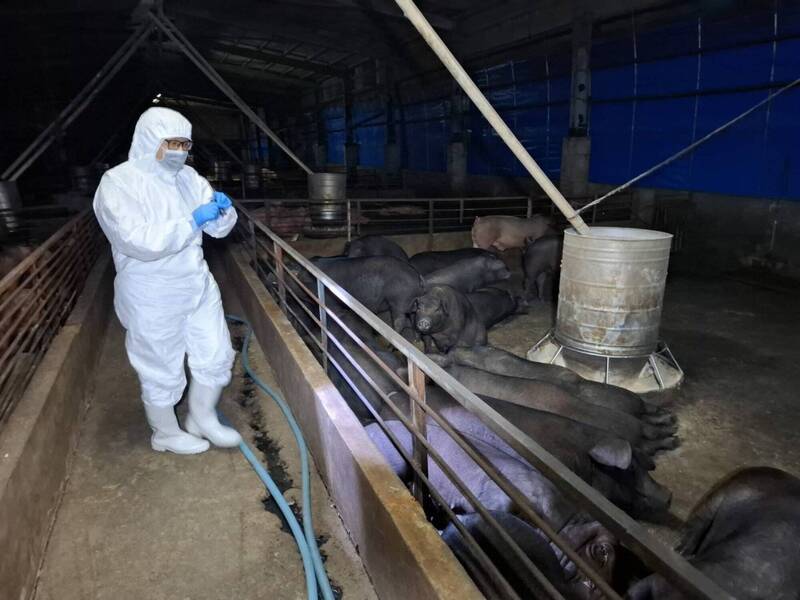 非洲豬瘟死豬從117變78  賴品妤諷：接下來獸醫要比死豬多了？