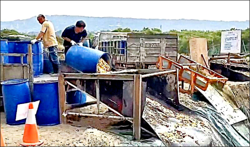 自由日日Shoot》專家示警：野豬若染非洲豬瘟 台灣恐永遠淪疫區