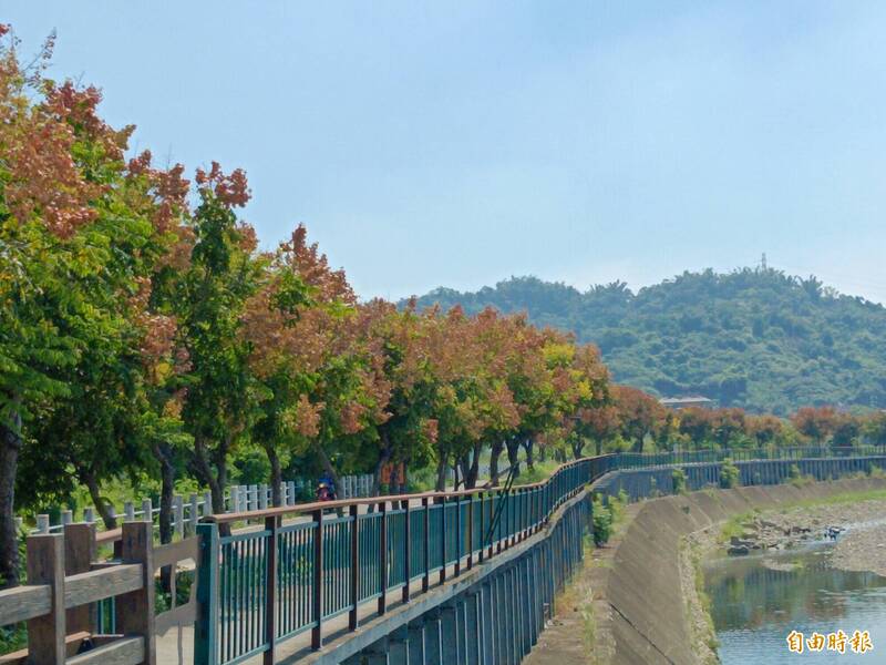 霧峰乾溪、太平頭汴坑溪台灣欒樹變裝秀  民讚:超美的 霧峰乾溪、太平頭汴坑溪台灣欒樹變裝秀  民讚:超美的