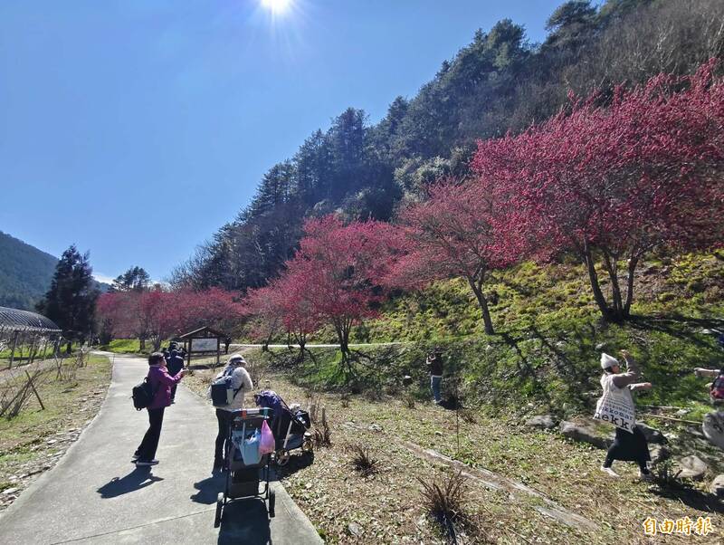 手刀快搶!2026武陵農場櫻花季日期出爐 11/1開放訂房 手刀快搶!2026武陵農場櫻花季日期出爐 11/1開放訂房
