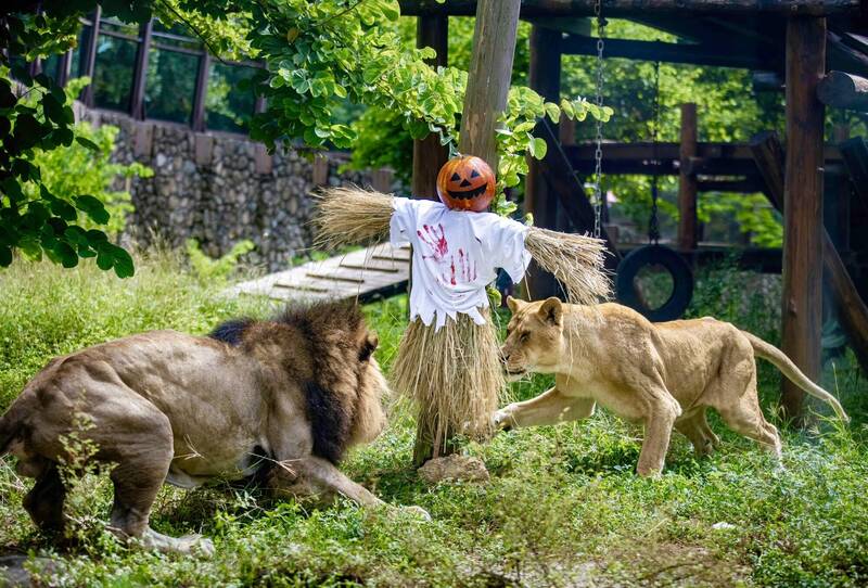 不給糖就搗蛋! 壽山動物園萬聖節推「搞怪食譜」