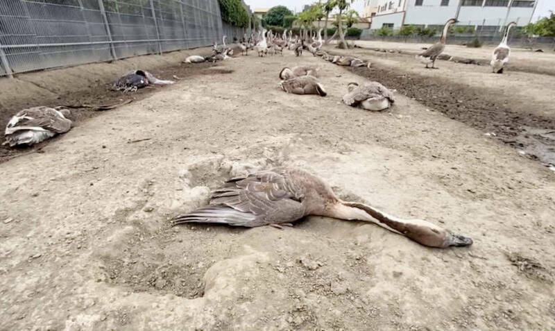 图为北斗鹅场暴毙，饲主带去化验，获得赔偿。（资料照）