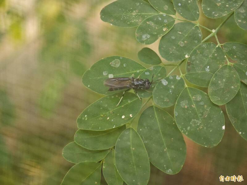 台積電也在學!陳世雄:黑水虻產業化解決台灣廚餘問題
