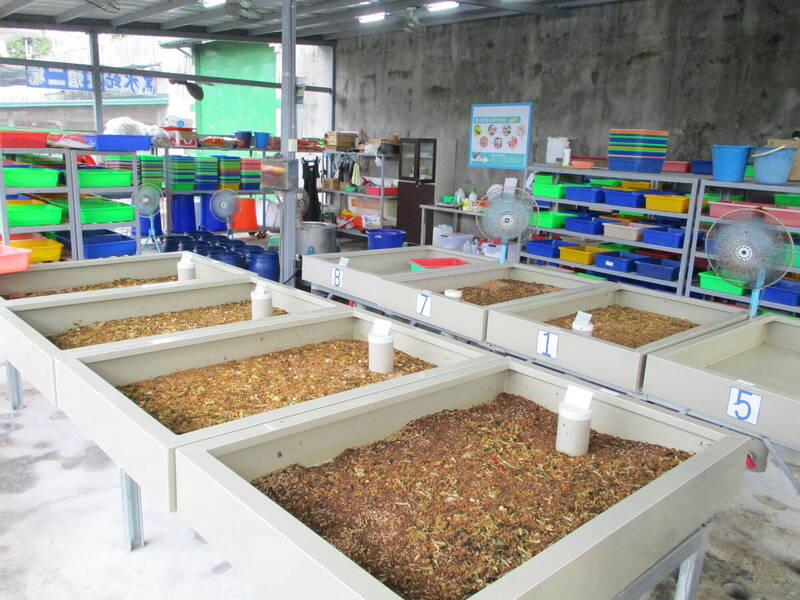 台灣本土黑水虻全球少見「不挑食」 屏監積極養殖去化廚餘
