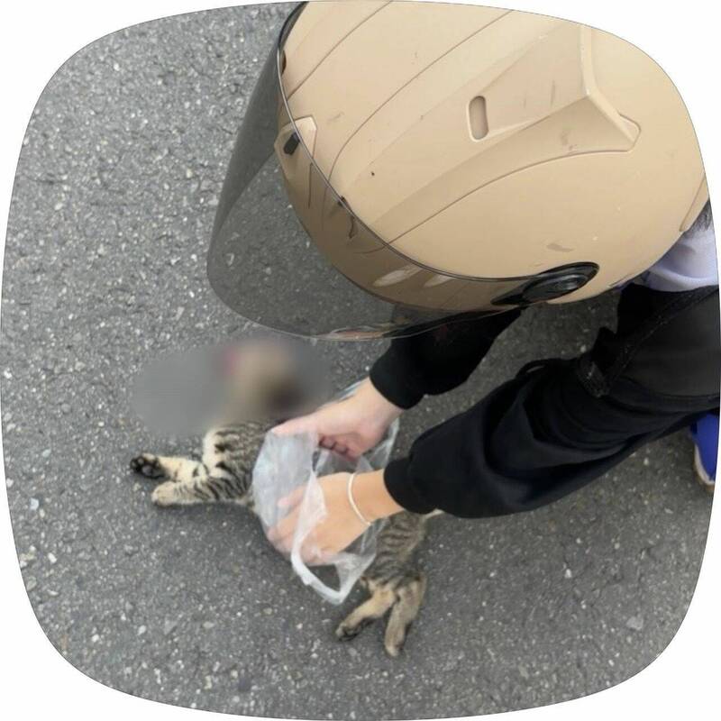 不忍小貓再被輾！彰化小姊妹不顧遲到幫貓咪善後 學校記功表揚