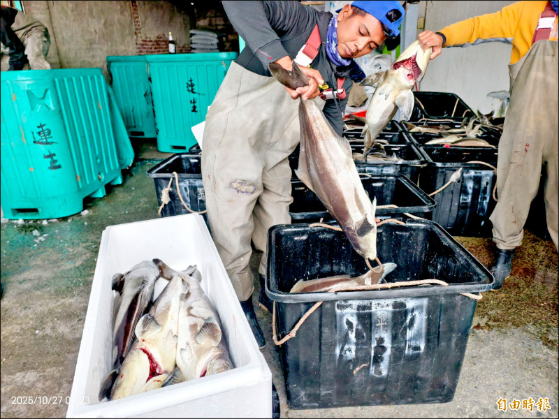 全國禁宰豬 澎湖養殖海鱺熱銷台灣