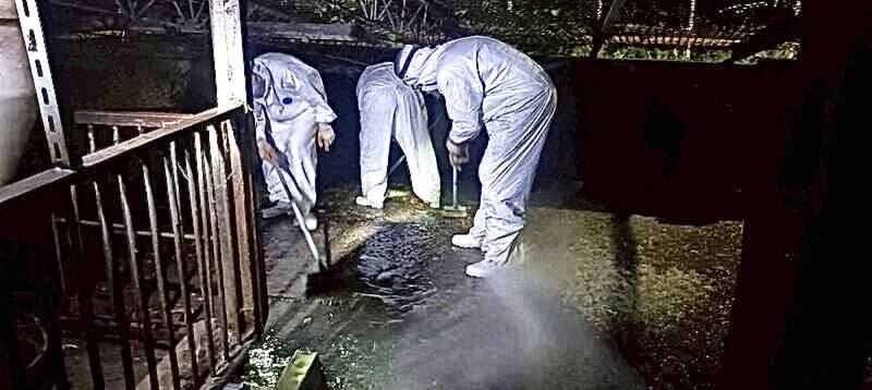 台中成非洲豬瘟破口 清大學者黃貞祥嘆官僚鬆散、體系失靈