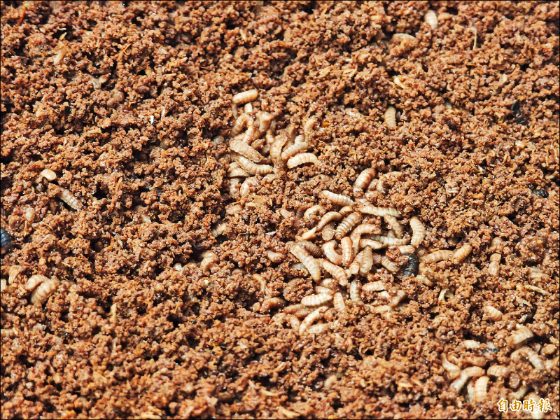 1隻黑水虻 啃掉3公斤廚餘