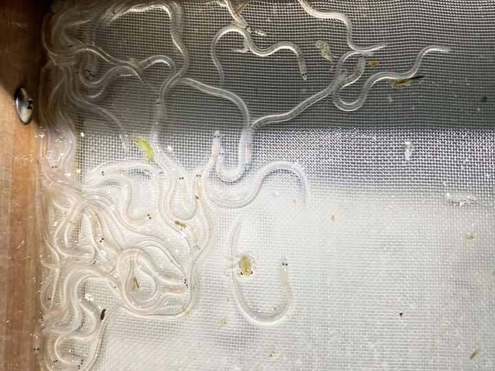 鰻苗捕撈漁季11月展開 嘉縣府提醒漁民注意安全配合申報