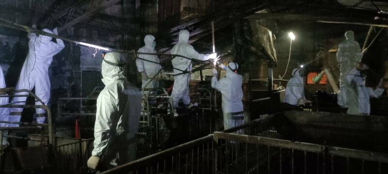 國防部派遣的化學兵漏夜展開案場清潔工作,因案場內仍有大量雜物、泥土,甚至豬糞,必須先全部移除清潔後,才可展開消毒。(農業部提供) 國防部派遣的化學兵漏夜展開案場清潔工作,因案場內仍有大量雜物、泥土,甚至豬糞,必須先全部移除清潔後,才可展開消毒。(農業部提供)