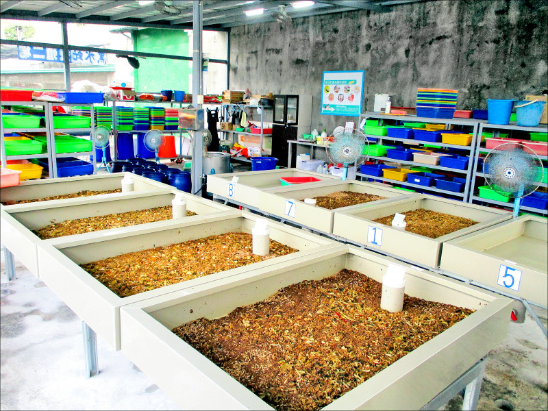 屏監養黑水虻吃廚餘 效率逾6成