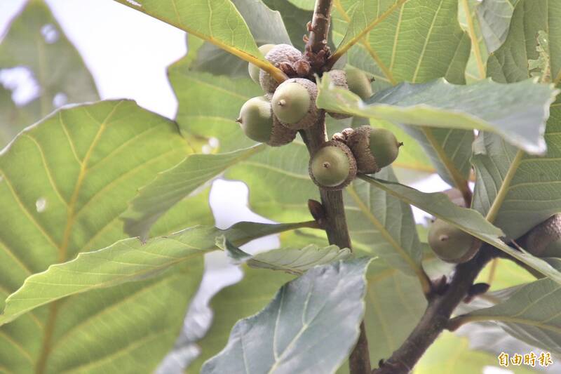 酷似「冰原歷險記」不受控堅果 竹縣今辦槲櫟橡實生態趣味闖關