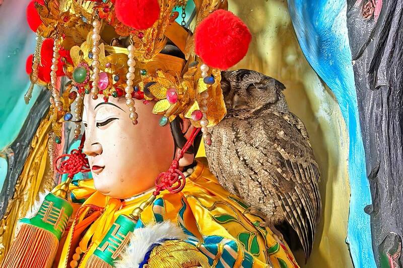 自然奇妙哉！保育猛禽領角鴞停棲神像肩頭 擊鼓誦經乖巧倚伴