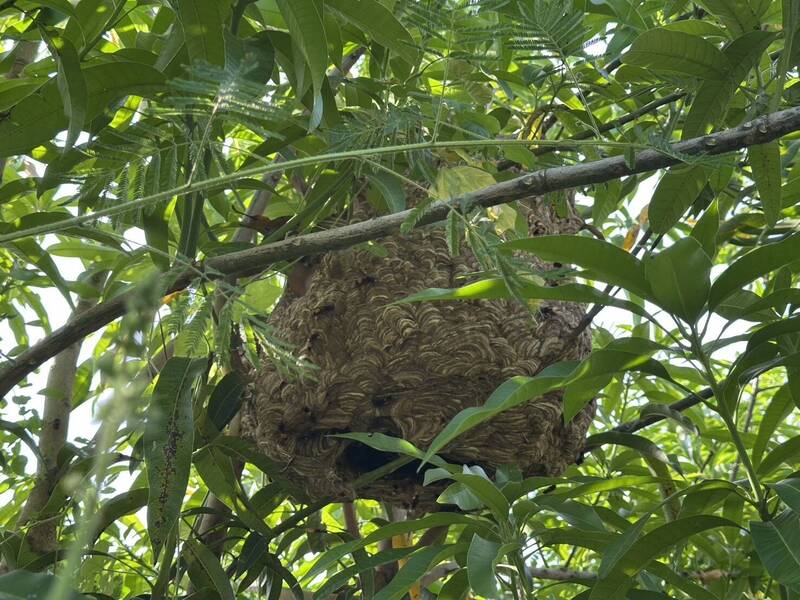 家旁虎頭蜂巢築到輪胎大渾然不知 民眾被螫傷急求助