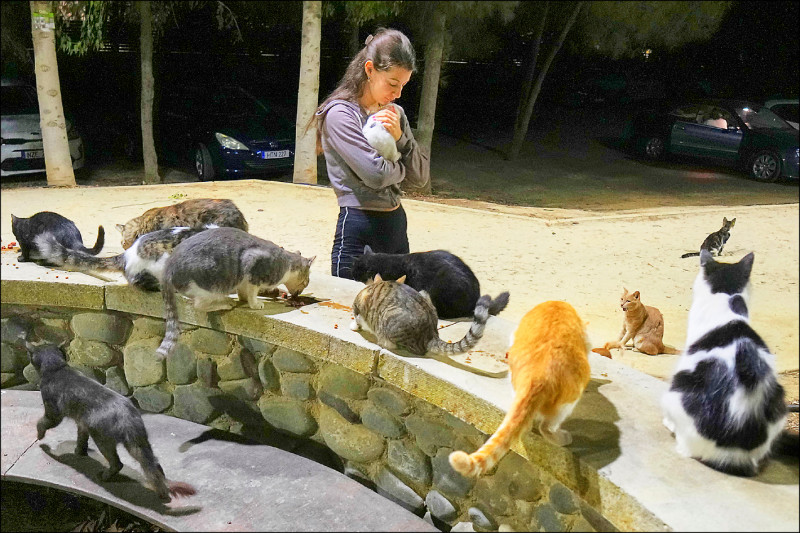 中英對照讀新聞》Cyprus has a cat problem: One feline for every resident 賽普勒斯面臨貓的問題:每個居民都有1隻貓