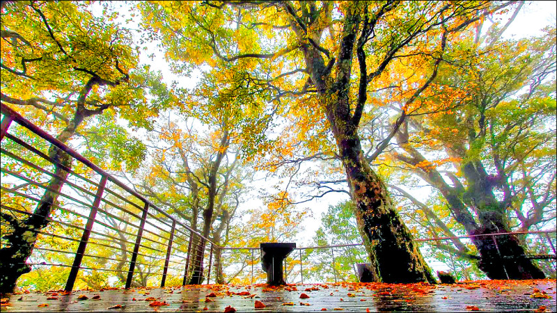 《秋季限定》太平山台灣山毛櫸步道 黃葉率5成