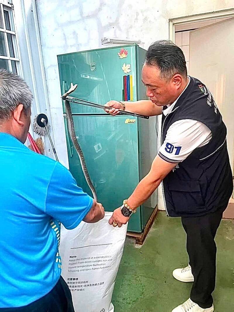 台中民宅廁所眼鏡蛇探頭 里長徒手捉蛇被讚英勇