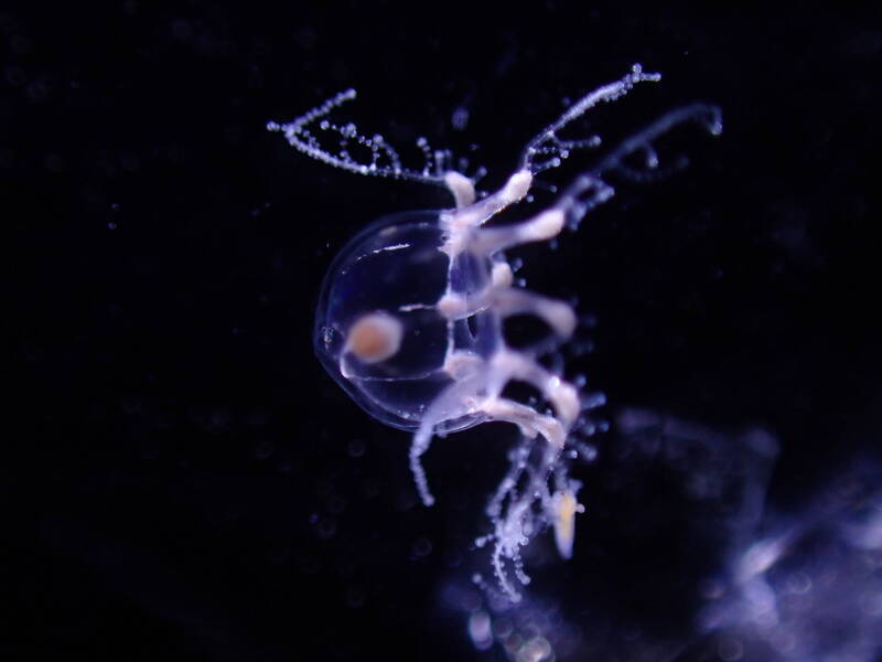 11/3世界水母日 體積最小的「烏鴉帽水母」底加啦