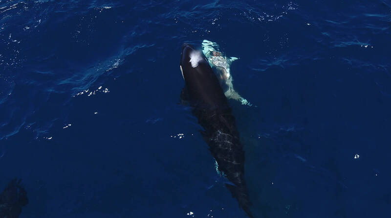 科学家首度直击虎鲸（左）猎杀幼年大白鲨（右）的惊人画面。虎鲸会先将幼鲨翻转使其瘫痪，再精准地摘取其肝脏。图中可见大白鲨身上已有明显伤口。（图撷取自Marco Villegas/ Telegram）