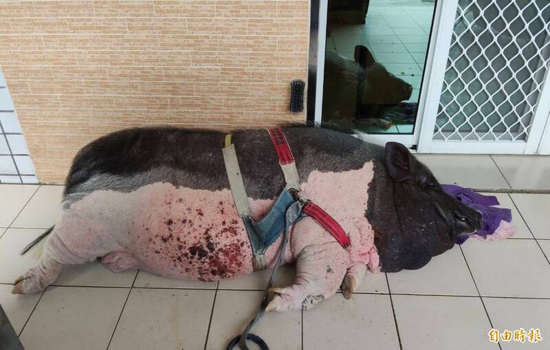 高雄驚見麝香豬躺路邊睡覺 市府查出是寵物豬將開罰飼主