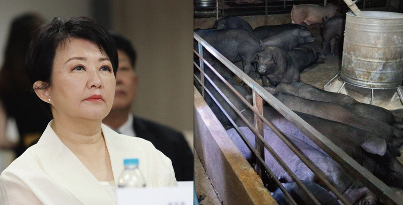 台中市府「說謊SOP」釀非洲豬瘟 張育萌︰教科書等級災難