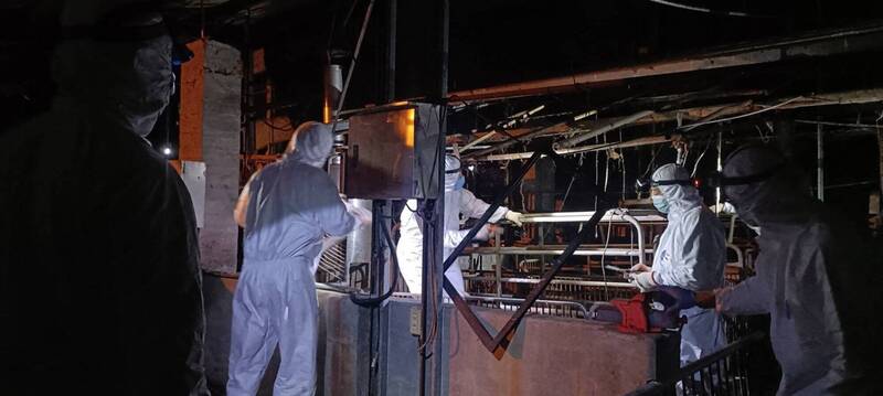 台中非洲豬瘟案場廚餘蒸煮照片涉偽 地檢署要出手調查了