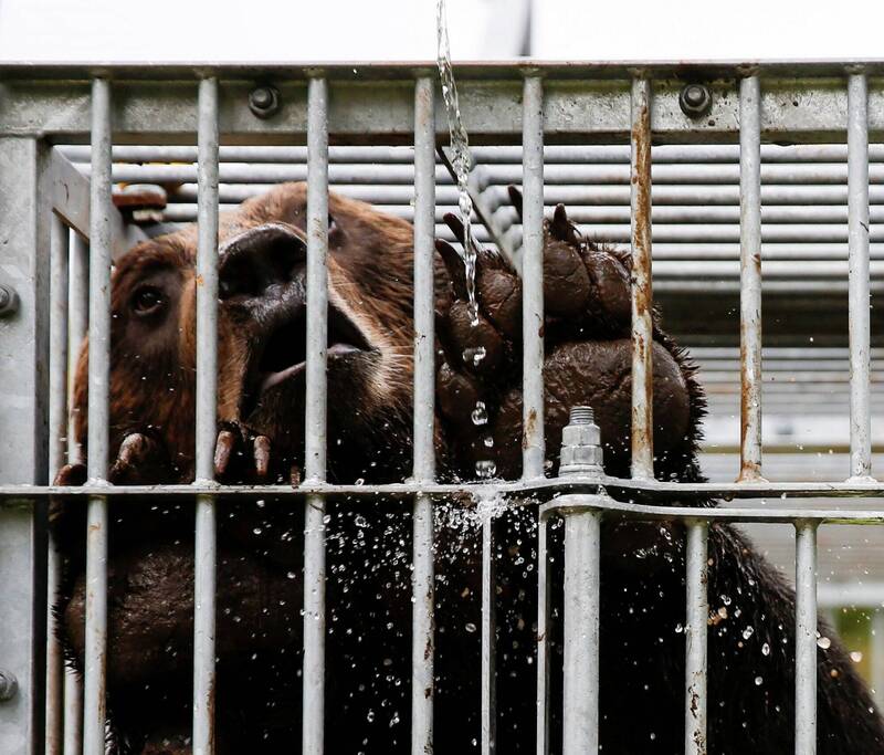 日本秋田再傳2人遭熊襲送醫 縣內今年已3死50餘傷